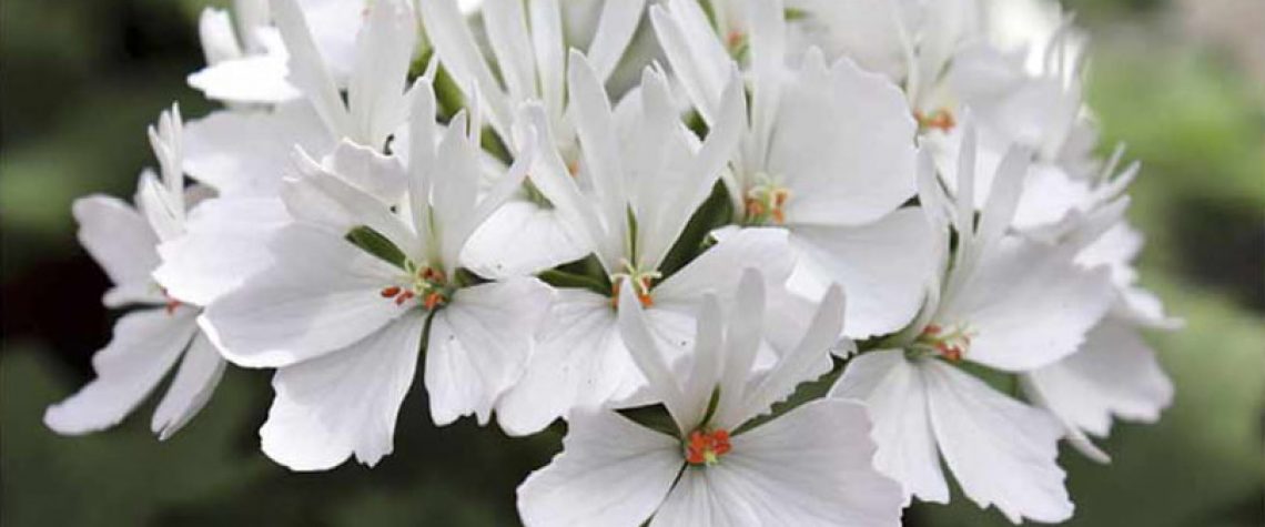 Beliebte Insektenpflanzen: Sommerblüher mit Nährwert