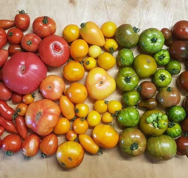 Tomatenliebe: Heilsames Sommergemüse