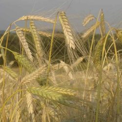 Verdientes Comeback: Alte Getreidesorten