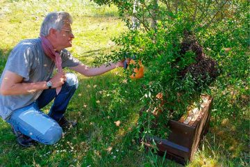 Vertrautes Geräusch: Wenn Bienen schwärmen