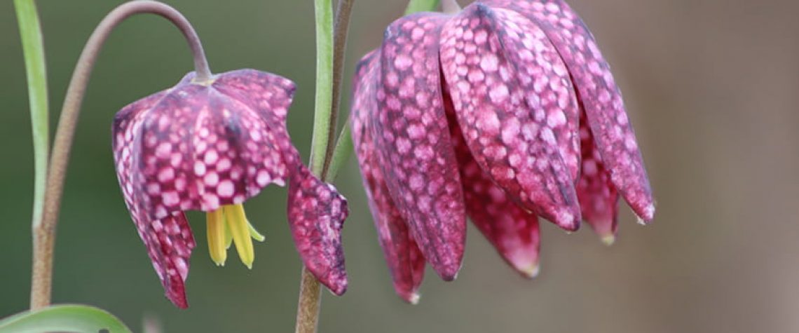 Schachblumenfest: Imposanter Blütenteppich