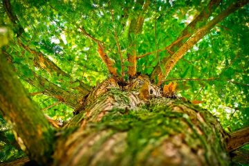 Diversität im Wald: Vielfalt durch Totholz und Lücken