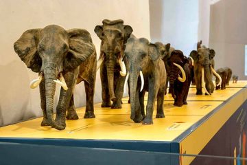 Rüsseltiere im Residenzschloss