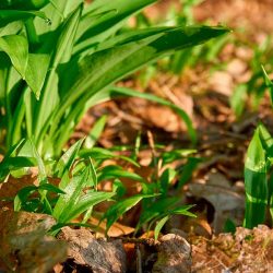 Immunbooster Bärlauch