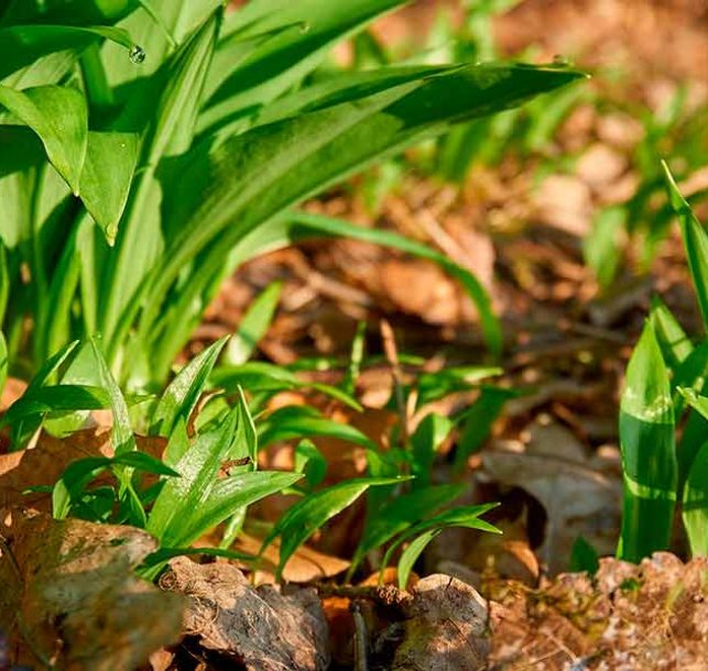 Immunbooster Bärlauch