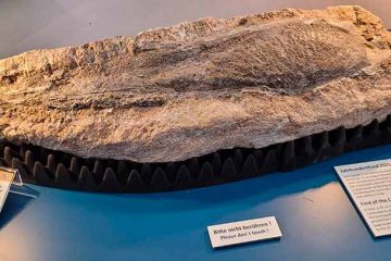 Tatort Franken: Riesenlurche aus dem Steigerwald