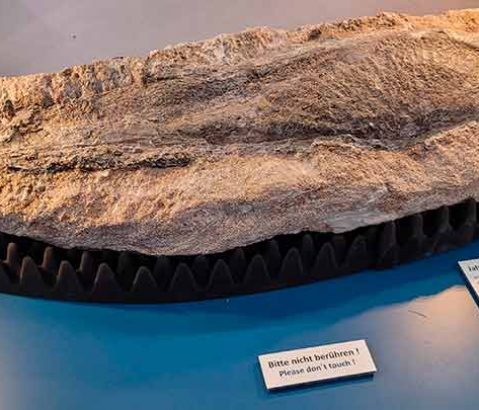 Tatort Franken: Riesenlurche aus dem Steigerwald