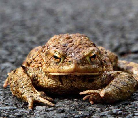 Vorsicht: Amphibien unterwegs